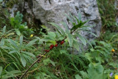 Premi per vedere l'immagine alla massima grandezza