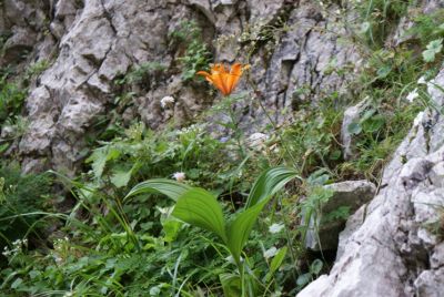 Premi per vedere l'immagine alla massima grandezza