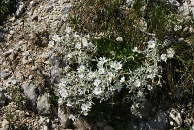 Premi per vedere l'immagine alla massima grandezza